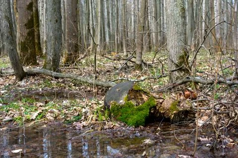 Forest in early spring. Stock Photos
