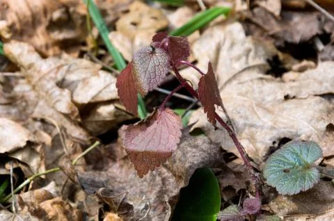 Forest in early spring. Foto stock