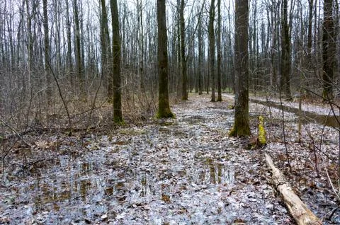 Forest in early spring. Stock Photos