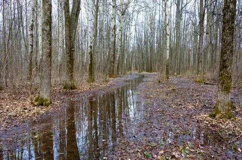 Forest in early spring. Stock Photos
