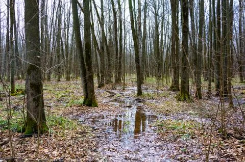 Forest in early spring. Stock Photos