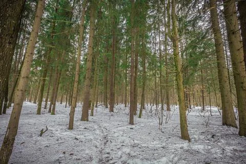 The forest in early spring Stock Photos