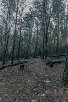 The forest in early spring Stock Photos