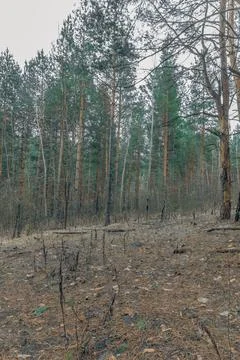 The forest in early spring Stock Photos