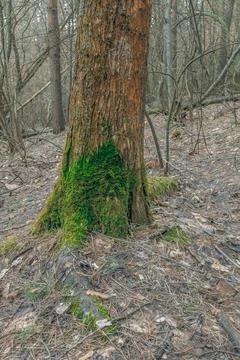 The forest in early spring Stock Photos