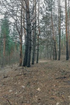 The forest in early spring Stock Photos