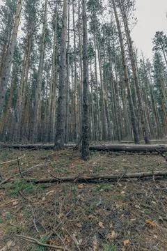 The forest in early spring Stock Photos