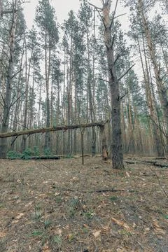 The forest in early spring Stock Photos