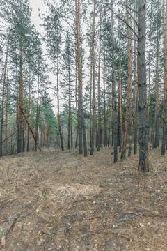 The forest in early spring Stock Photos