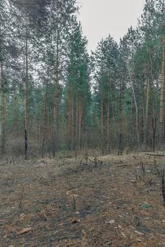The forest in early spring Stock Photos
