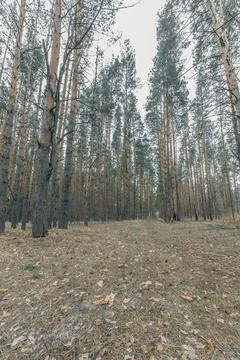 The forest in early spring Stock Photos