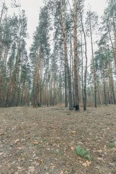The forest in early spring Stock Photos