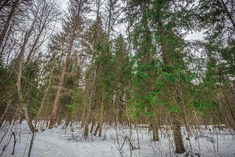 The forest in early spring Stock Photos