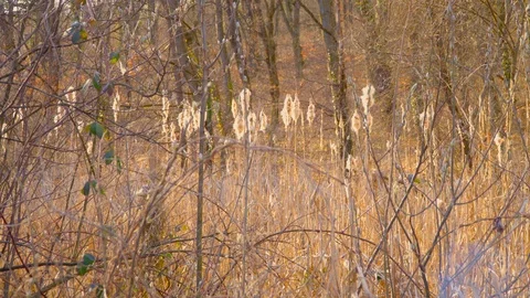 Forest in early spring. The sun shines on the reeds. Leafless trees and golden Stock Footage 126842119