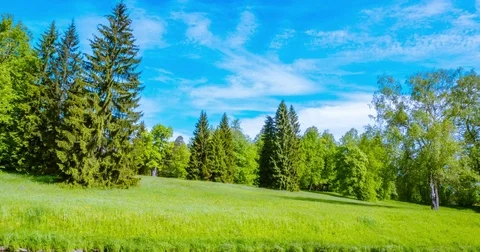 Forest in early spring. time lapse Stock Footage 77259135