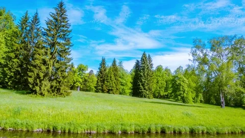 Forest in early spring. time lapse Stock-Footage 77259321