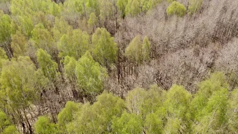 Forest in early spring, trees without foliage. Preservation of forests from Stock Footage 157682629