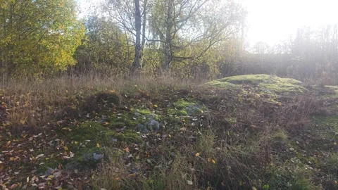 Forest Earthen Mound Covered In Fallen Leaves And Sparse Grass Stock Footage 348174197