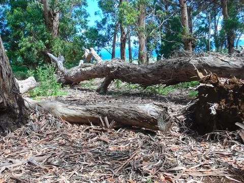 Forest on Easter Island. dry litter of forest. Stock Photos