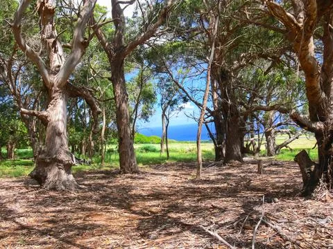 Forest on Easter Island. dry litter of forest. Stock Photos