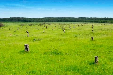 Forest ecology endangered. Cutting down trees Stock Photos