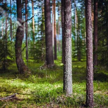 Forest. Ecology panorama Stock Photos