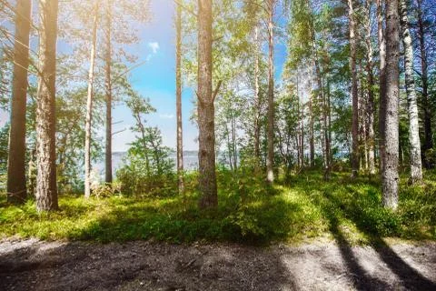 Forest. Ecology panorama Foto stock