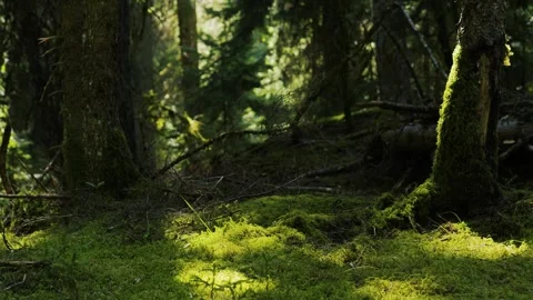 Forest ecosystem and biodiversity concept Stock Footage 336732797