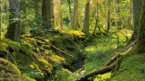 Forest ecosystem and biodiversity concept, lush green moss covering tree trunks Stock Footage 336732803