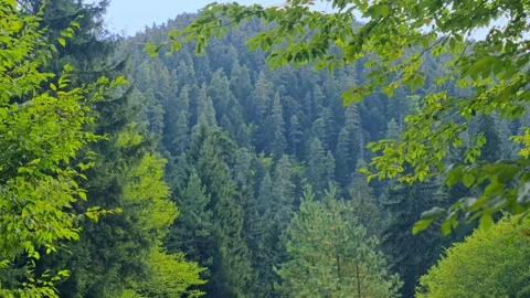Forest ecosystem and biodiversity concept, lush green trees in a dense woodland Stock Footage 336732832
