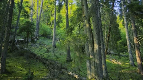 Forest ecosystem and biodiversity concept Stock Footage 336732862