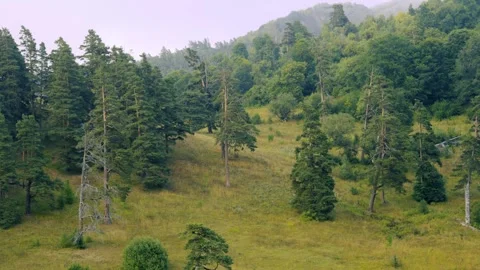 Forest ecosystem and biodiversity concept, lush green trees and grassy Stock Footage 337239417