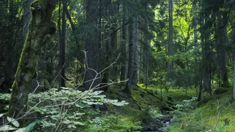 Forest ecosystem and biodiversity Stock Footage 336732791