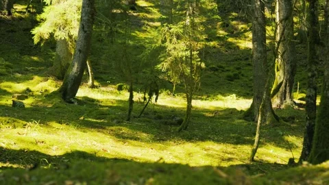 Forest ecosystem and biodiversity Stock Footage 336732794