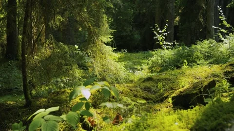 Forest ecosystem and biodiversity Stock Footage 336732798