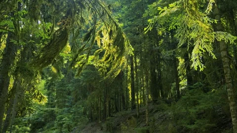 Forest ecosystem and biodiversity Stock Footage 336732837