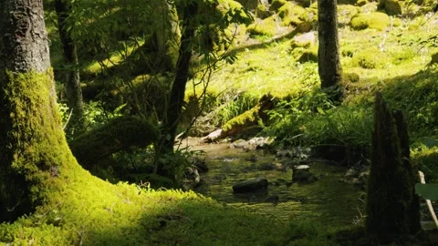 Forest ecosystem and biodiversity, sunlight illuminating moss-covered trees Stock Footage 336732706