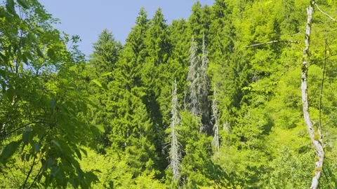 Forest Ecosystem And Climate Change Concept, Lush Green Trees And Deadwood Vidéo 334917523
