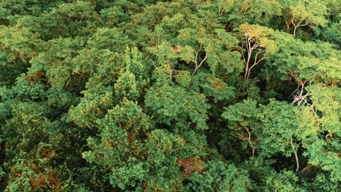 Forest ecosystem and healthy background. Green forest texture from above. Stock Footage 317764920