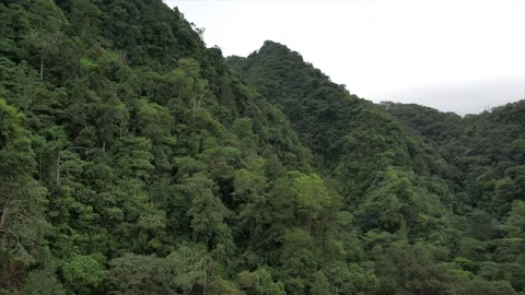Forest ecosystem and healthy environment Stock Footage 167443236