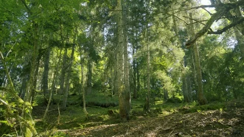 Forest Ecosystem And Nature Conservation, Sunlight Filtering Through Lush Green 库存影片 334917542