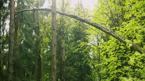 Forest Ecosystem And Nature Conservation, environmental, woodland Vidéo 335223437