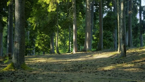 Forest Ecosystem And Nature Conservation, woodland, pine trees 库存影片 335387856