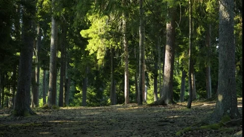 Forest Ecosystem And Nature Conservation, This scene captures the natural Vidéo 335387866
