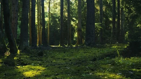 Forest Ecosystem And Nature Conservation, Sunlight Filtering Through Tall Trees Vidéo 335471549