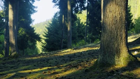 Forest Ecosystem And Nature Conservation, Sunlight Filtering Through Pine Trees Vidéo 335471609
