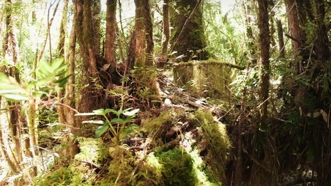 Forest ecosystem network Stock Footage 109199481