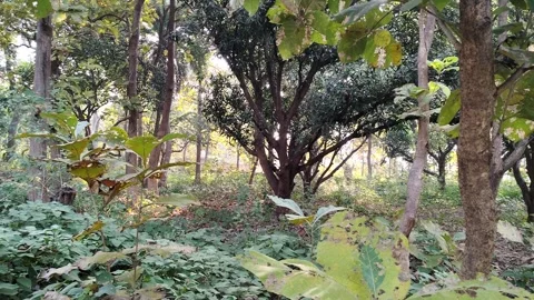 The forest ecosystem supports a variety of flora and fauna Stock Footage 323939335