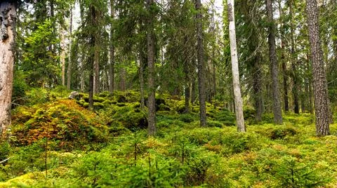 Forest ecosystem with trees, shrubs, diverse flora and vegetation Stock Photos