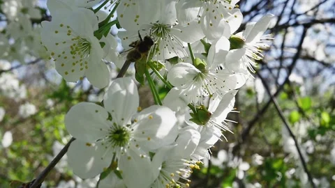 Forest Eden. Bee between flowering fruit trees Vídeos de archivo 278717835
